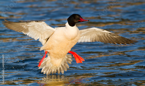 Landing Goosander