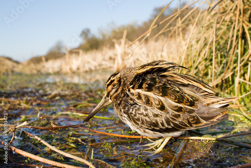 Wide angle shot Jack snipe