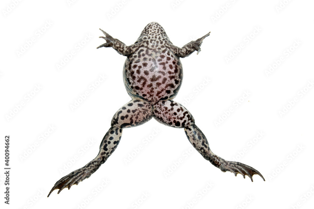 Fototapeta premium frog