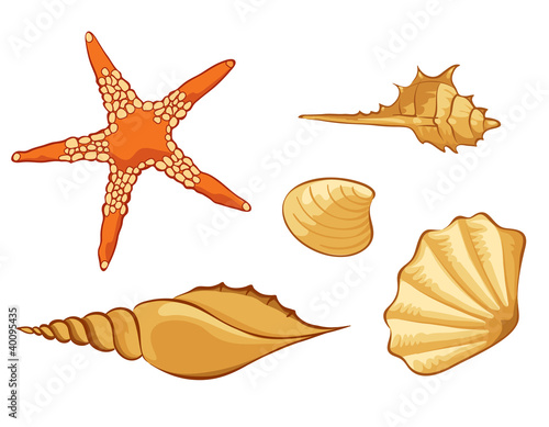 Set of shell