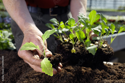 the hands of the gardener photo