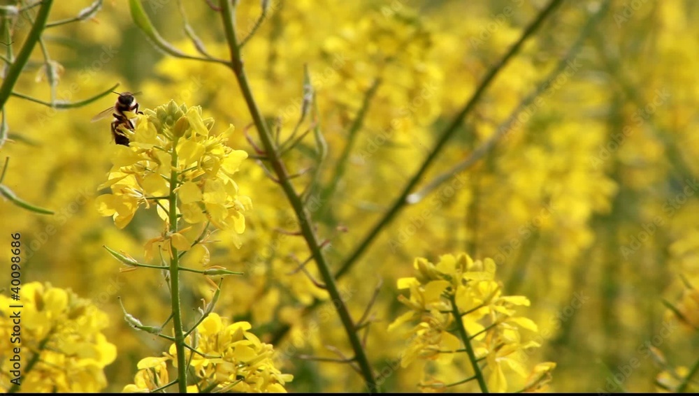 Yellow Flowers and bee Yellow Flowers and bee