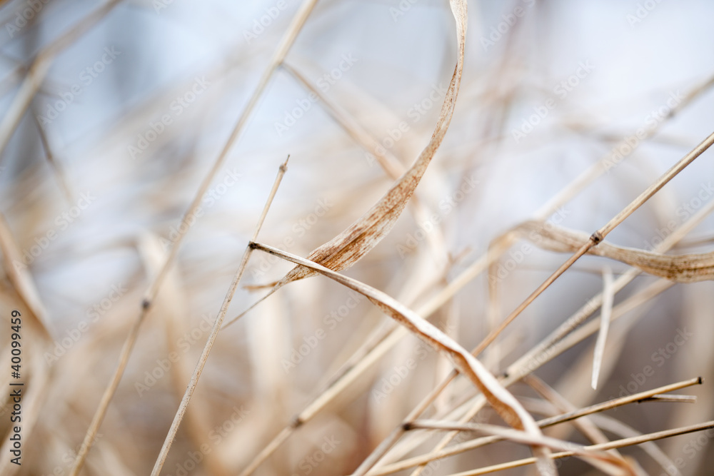 Fototapeta premium autumn background