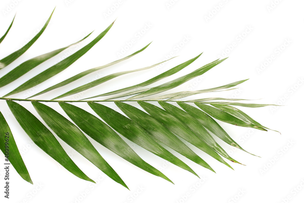Fototapeta premium Beautiful palm leaf isolated on white