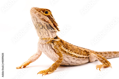 one agama bearded on the white background