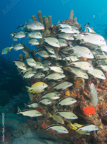 A School of Cottonwick Grunts near a coral reef ledge. photo