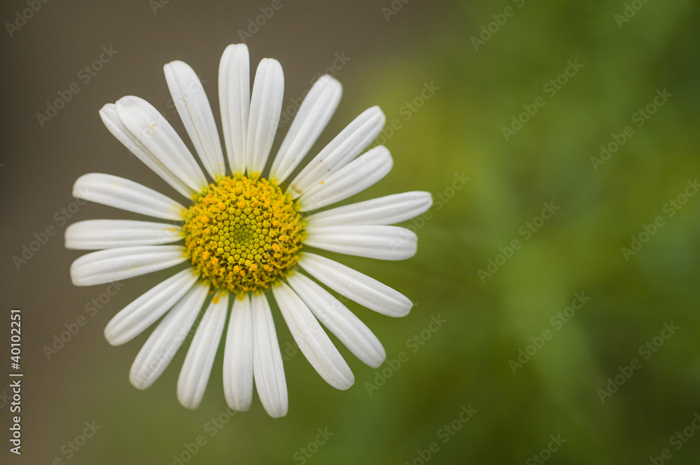 Fototapeta premium Daisy flower