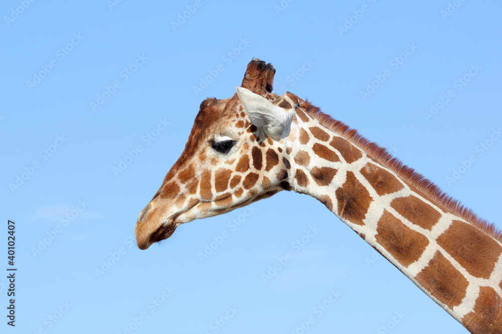 giraffe, jirafa, camelopardalis giraffe, jirafa, camelopardalis