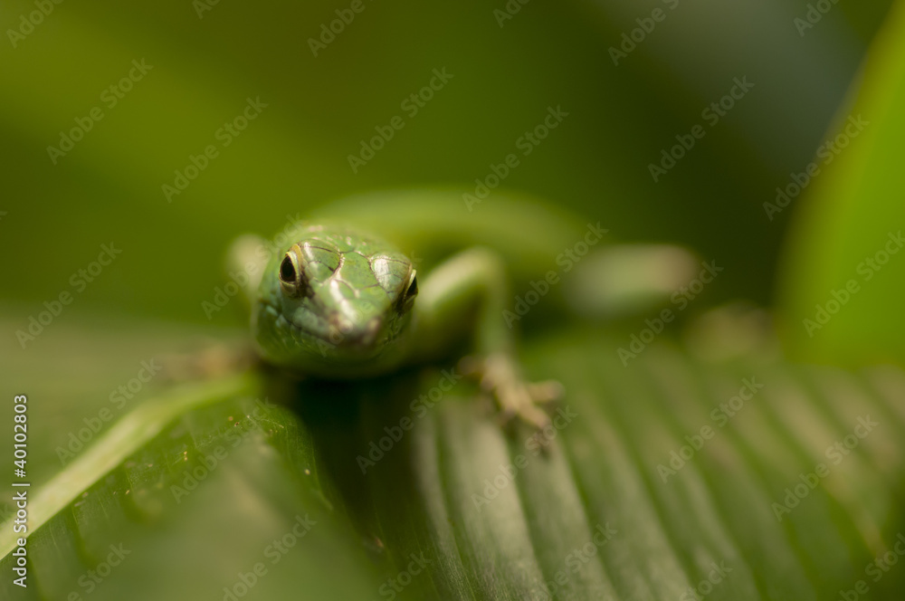 Tropical lizard