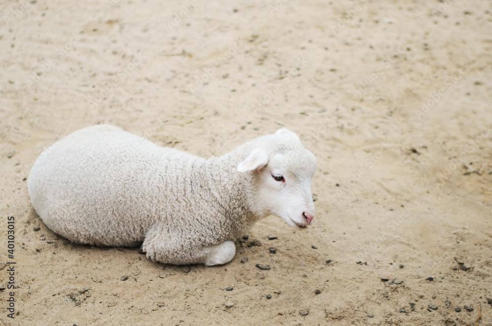 Fototapeta premium Lying lamb