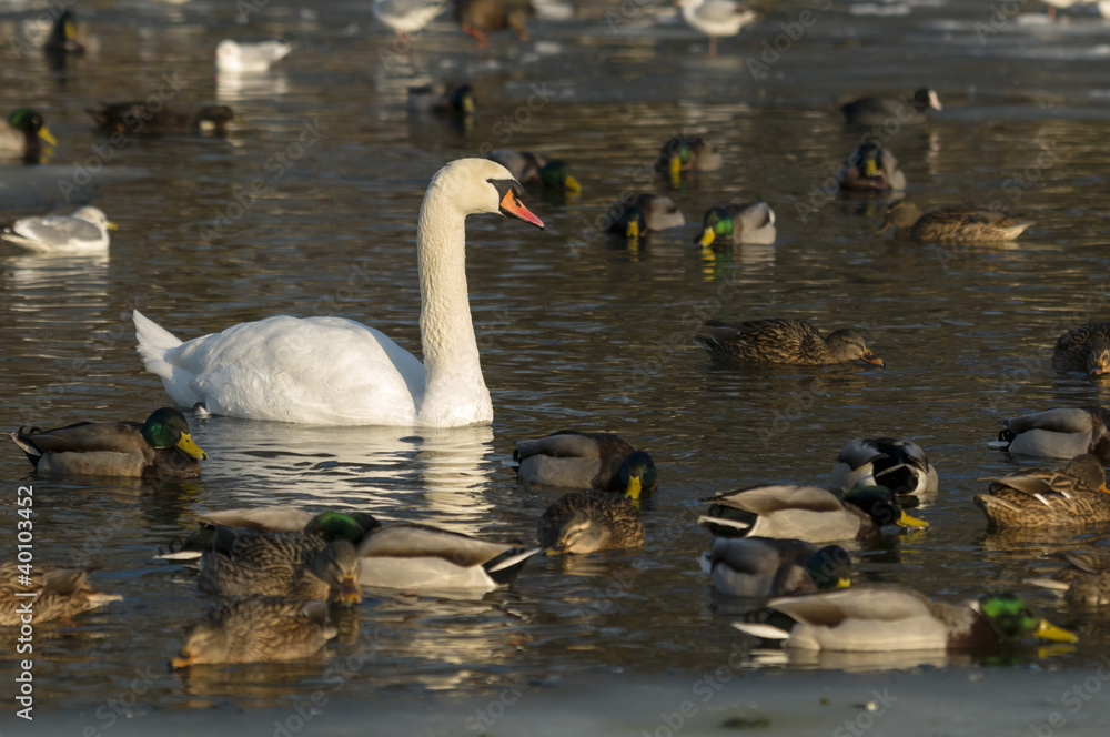 Ducks and swan on a lake