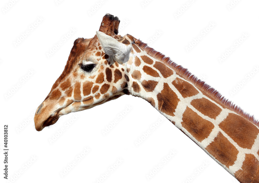 Obraz premium giraffe, jirafa