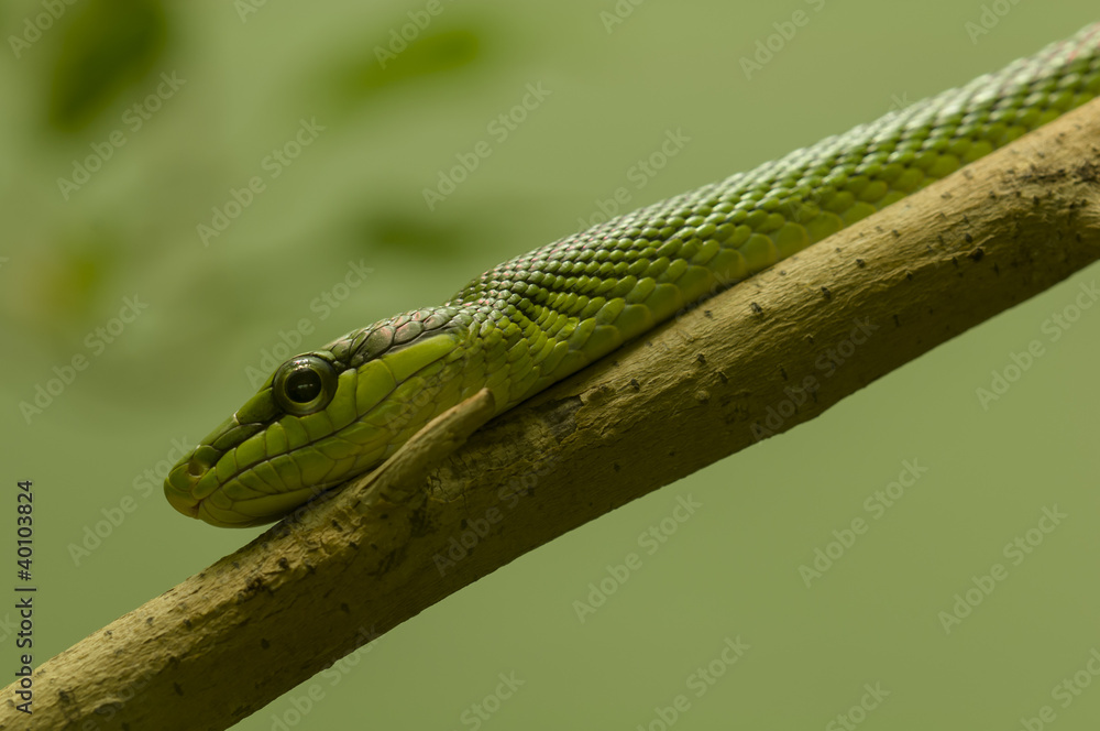 Fototapeta premium Green snake