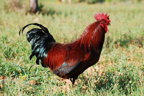 gallo 2