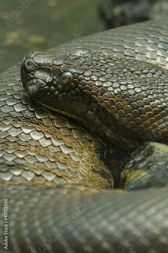 anaconda snake