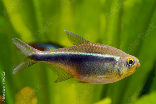 black neon tetra fish