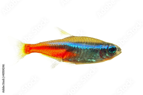 Neon tetra fish isolated white
