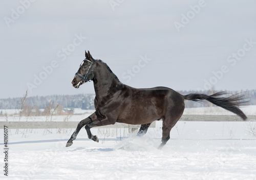black horse in winter