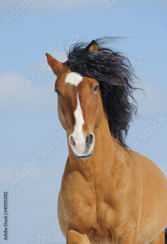 mustang horse
