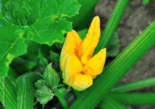 Zucchini flower.