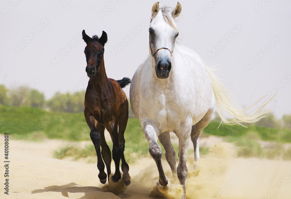 White arabian mare with her brown baby galloping