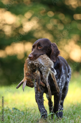 Münsterländer Jagdhund mit Hase