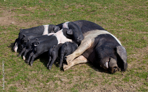 Canvas Print Saddleback pig with piglets feeding