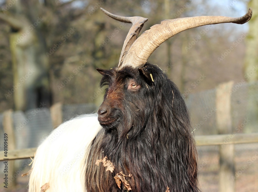 Walliser Schwarzhalsziegenbock StockFoto Adobe Stock