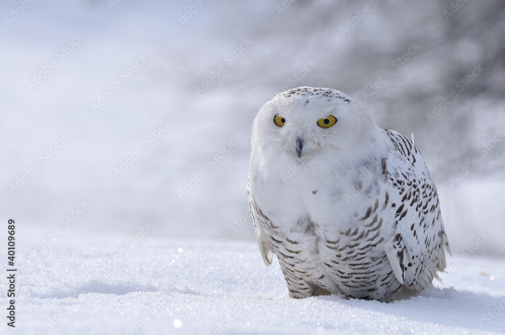 Obraz premium snowy owl sitting on the snow