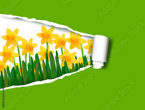 Narcissus spring flower background with rip paper