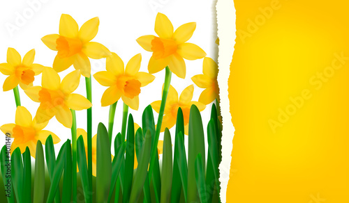 Fototapeta Naklejka Na Ścianę i Meble -  Narcissus and daffodil spring flower background
