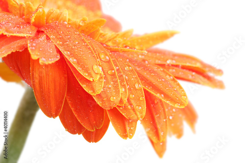 Fototapeta Naklejka Na Ścianę i Meble -  abstract of orange gerbera on white