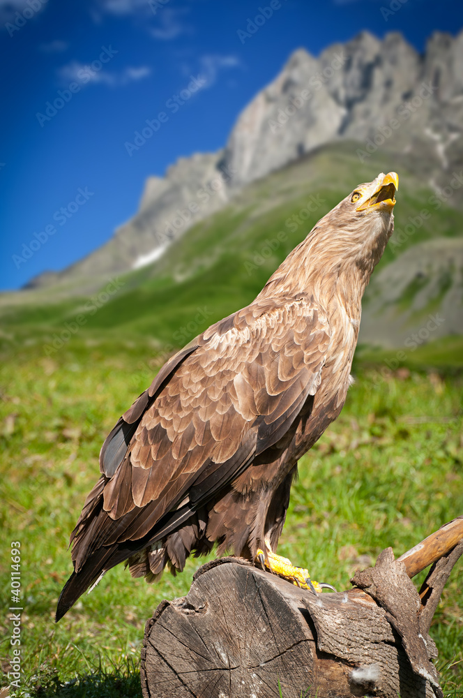 Fototapeta premium Eagle