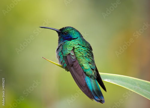Kolibri in Costa Rica © Winfried Rusch