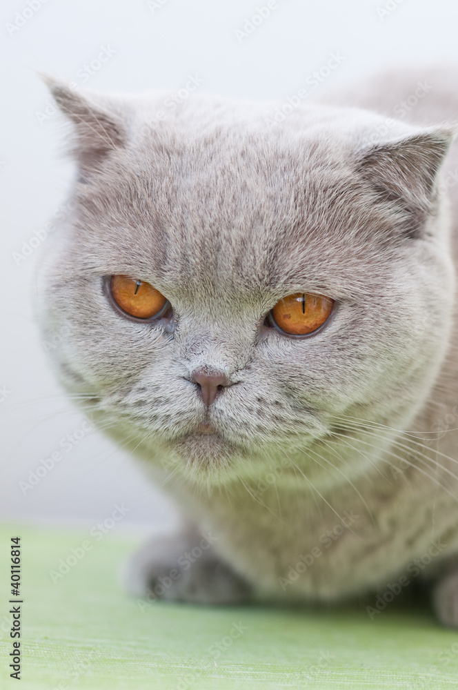 Portrait of British cat