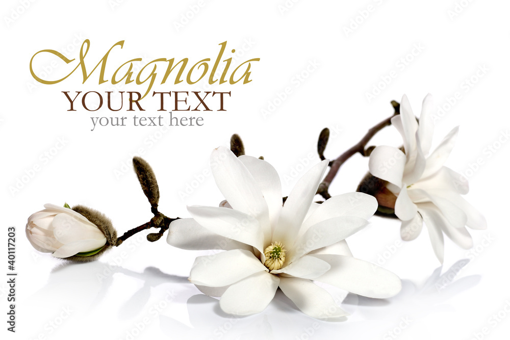 Obraz premium Magnolia flower isolated on a white background