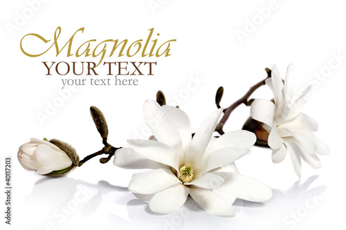 Magnolia flower isolated on a white background