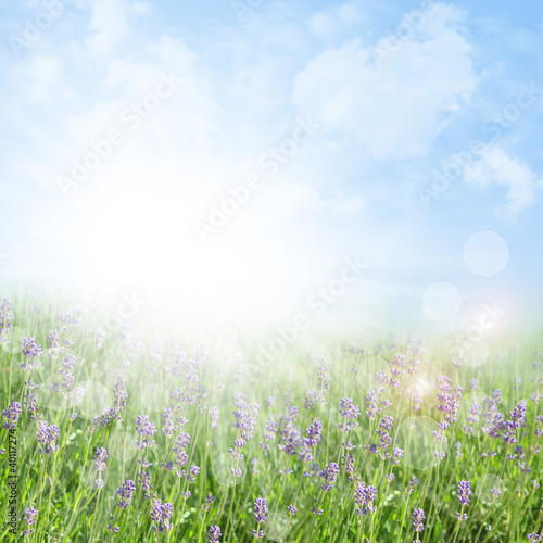 Abstract lavender summer background