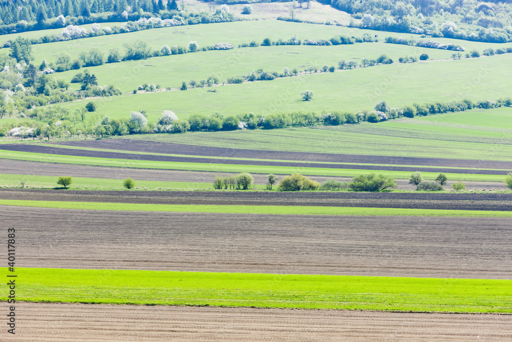 Fototapeta premium landscape near Kuzelov, Czech Republic
