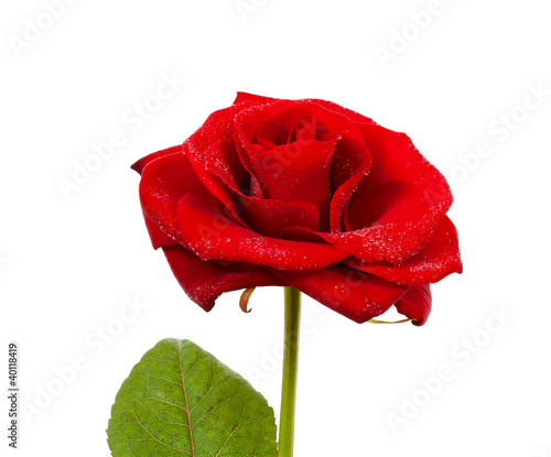 beautiful red rose with water drops in closeup