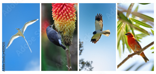 Oiseaux de la Réunion photo