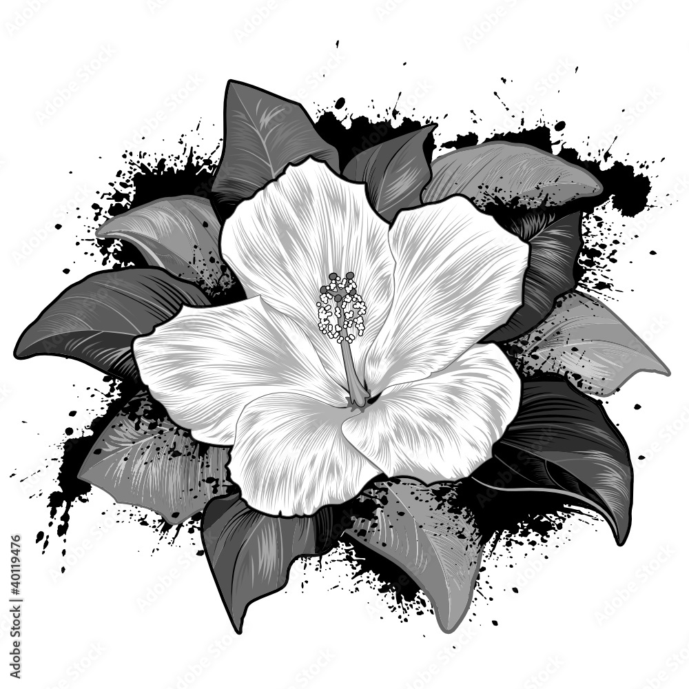 Hibiscus Flower Drawing on white background Stock Vector ...