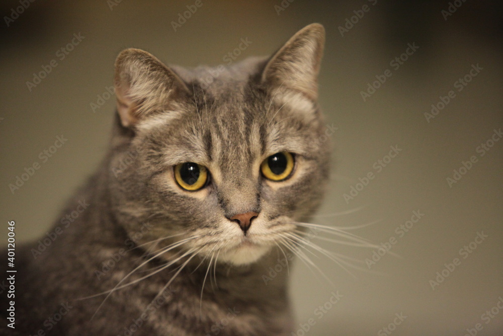 Portrait of the gray domestic cat