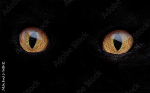 Fototapeta Naklejka Na Ścianę i Meble -  Black cat eyes