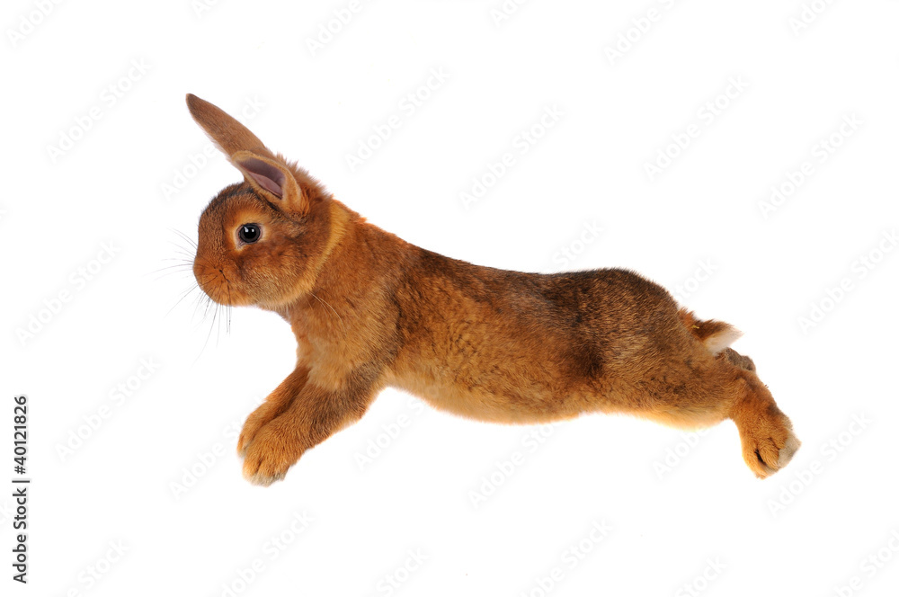 Obraz premium Brown Rabbit