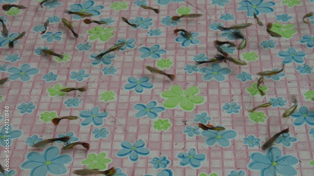 Guppy Guppy