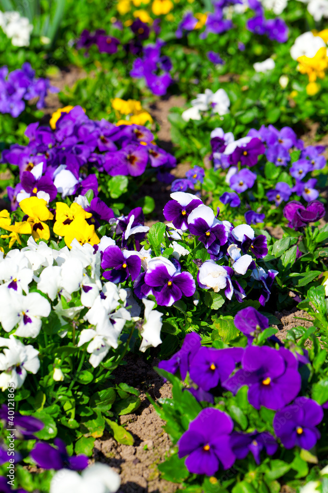 Variety of petunias Variety of petunias