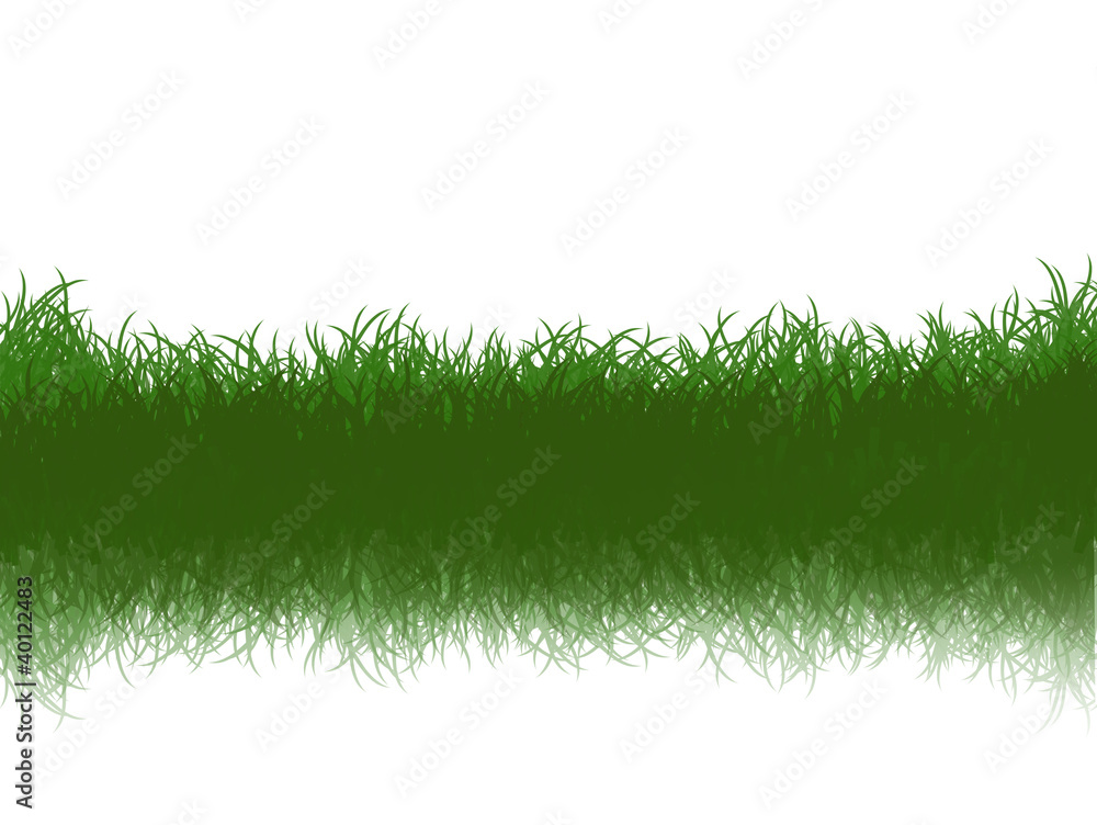 green grass with reflection Isolated on White green grass with reflection Isolated on White