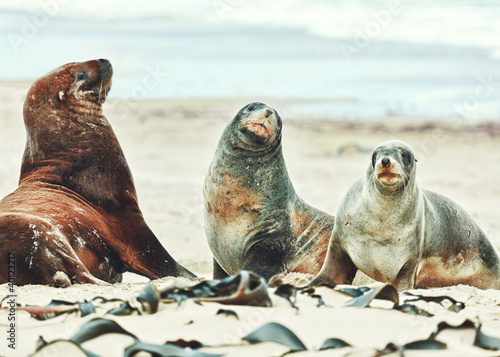 Sea lions © Olga Khoroshunova