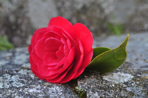 Camelia roja